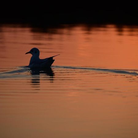 טסרה Agriturismo Venice Photobirding מראה חיצוני תמונה