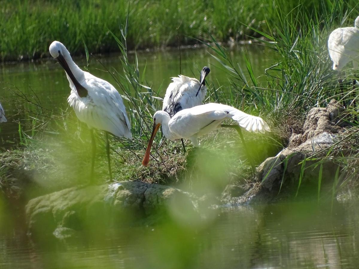 טסרה Agriturismo Venice Photobirding מראה חיצוני תמונה