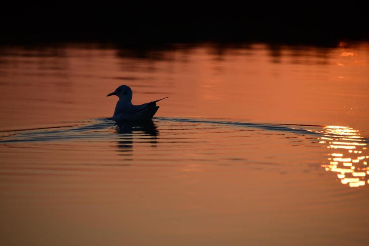 טסרה Agriturismo Venice Photobirding מראה חיצוני תמונה