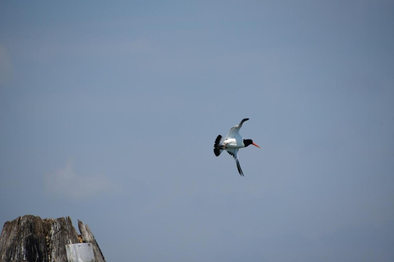 טסרה Agriturismo Venice Photobirding מראה חיצוני תמונה